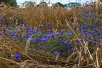 008-Kornbblumen-in-einem-Feld.jpg