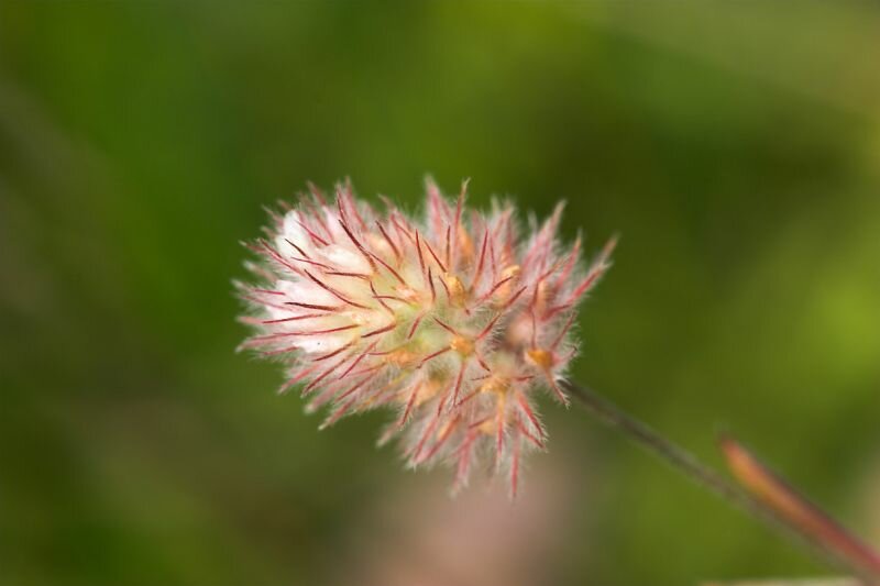 die Blüte einer Grasart