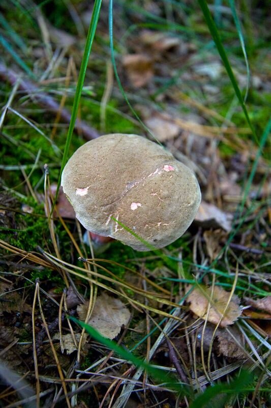 eine Ziegenlippe mit leichtem Schimmel am Rand