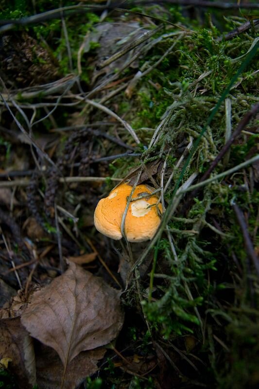 kleiner Orangefarbener Pilz (Pfifferling?)