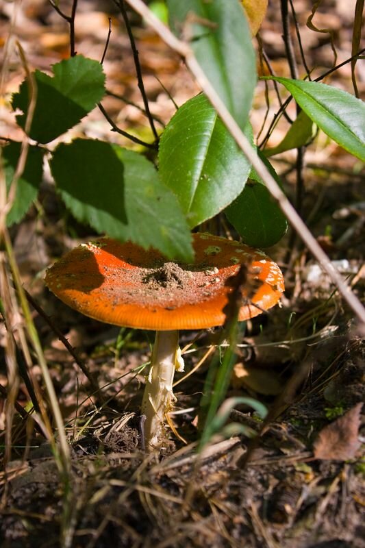 ein voll geöffneter Fliegenpilz