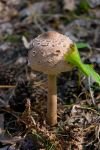 019-pilz.jpg