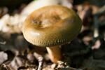 035-pilz.jpg