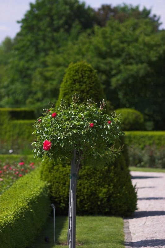 ein Rosenbusch Hochstamm