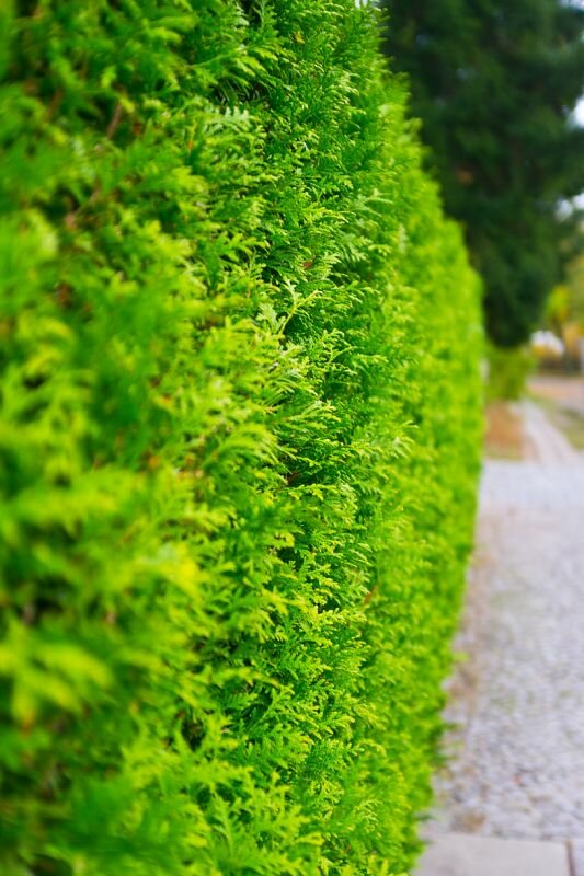 eine grüne Hecke