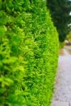 008-hecke.jpg