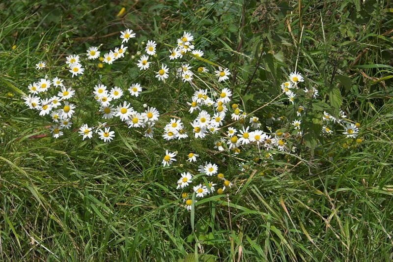 Wiese mit falscher Kamille