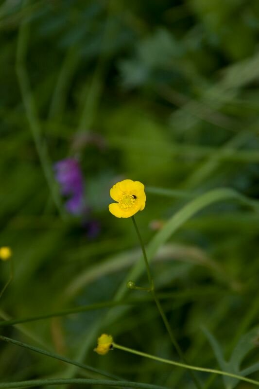 eine Wiesenpflanze (Scharfer Hahnenfuss)