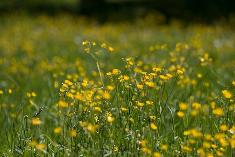 eine schöne Sommerwiese