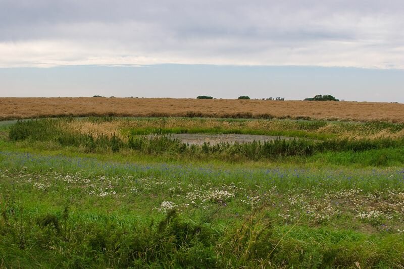 eine Wiese an einem Feldrand