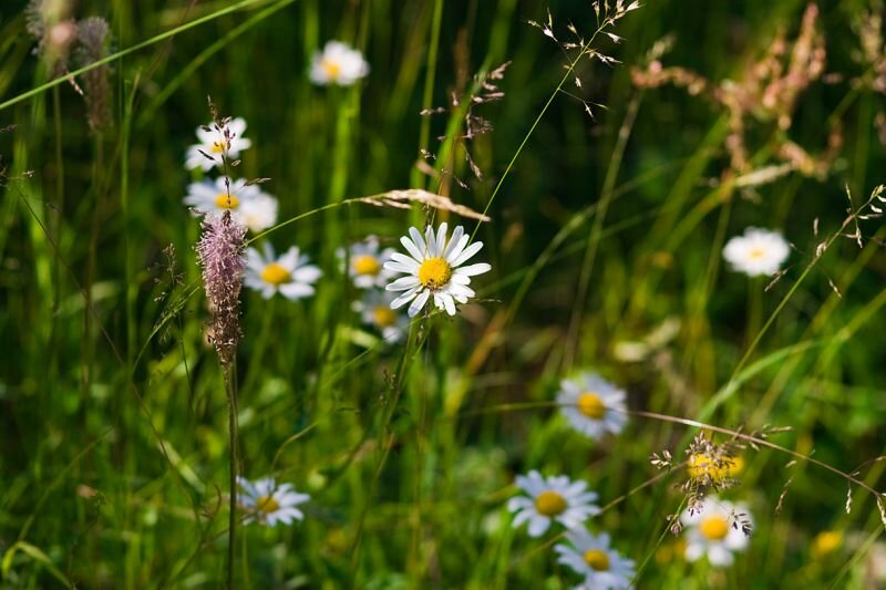 eine bunte Sommerwiese