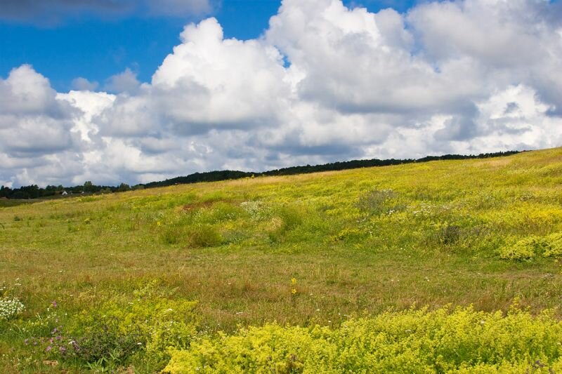 auf dieser Wiese wachsen viele verschiedene Kräuter