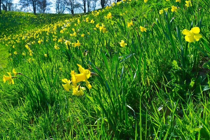 eine Wiese mit Osterglocken