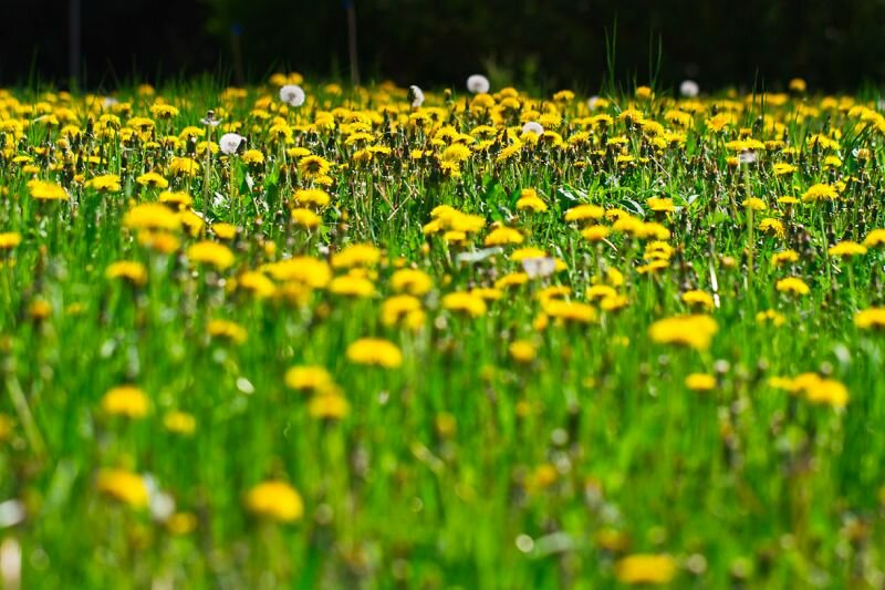 eine Sommerwiese mit Löwenzahn