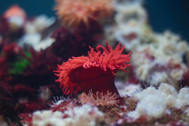 eine rote Anemone