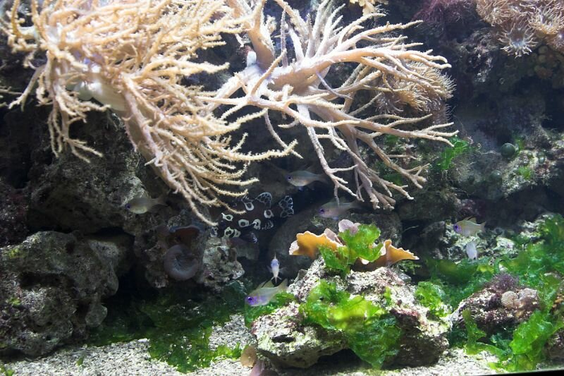 Mini Korallenriff im Aquarium