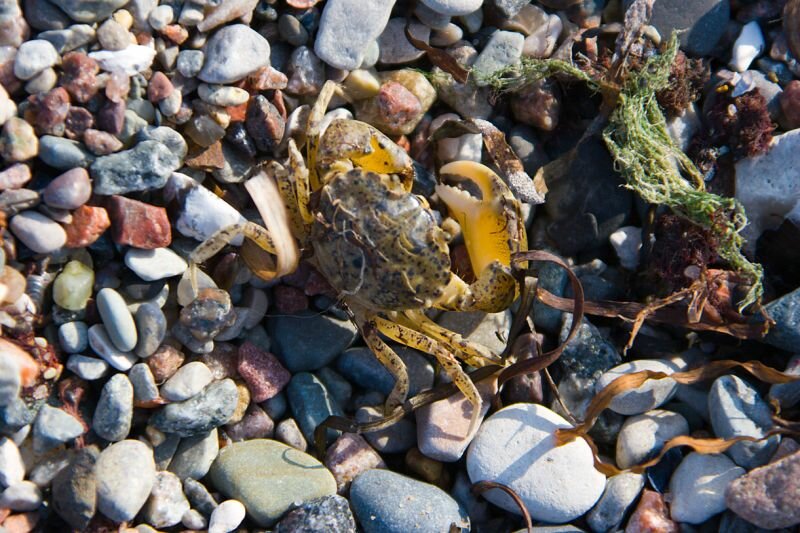 kleine Krabbe am Ostseestrand (wusste garnicht das es welche gibt)