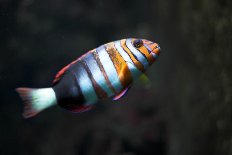 ein Fisch im Meeresaquarium des Berliner Zoos