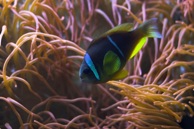 ein Fisch im Meeresaquarium des Berliner Zoos (Allards Anemonenfisch (Amphiprion allardi) )