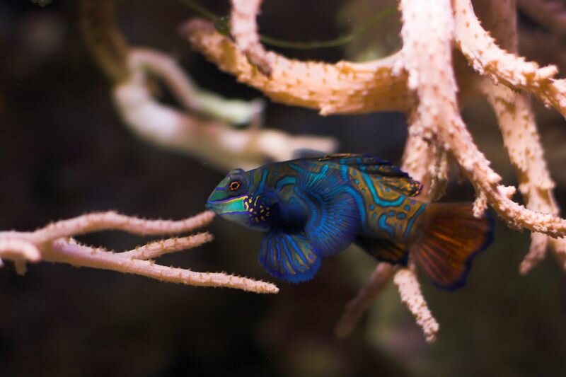 ein Fisch im Meeresaquarium des Berliner Zoos (Mandarinfisch )