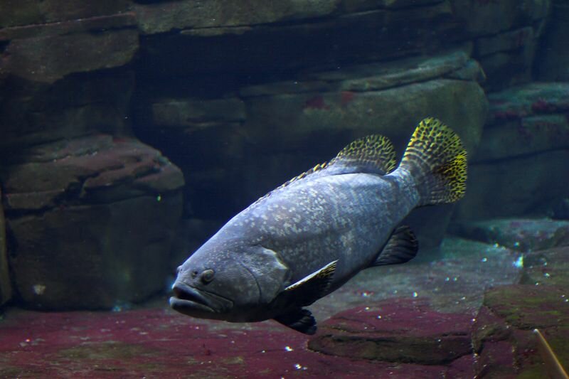 im Meeresaquarium des Berliner Zoos