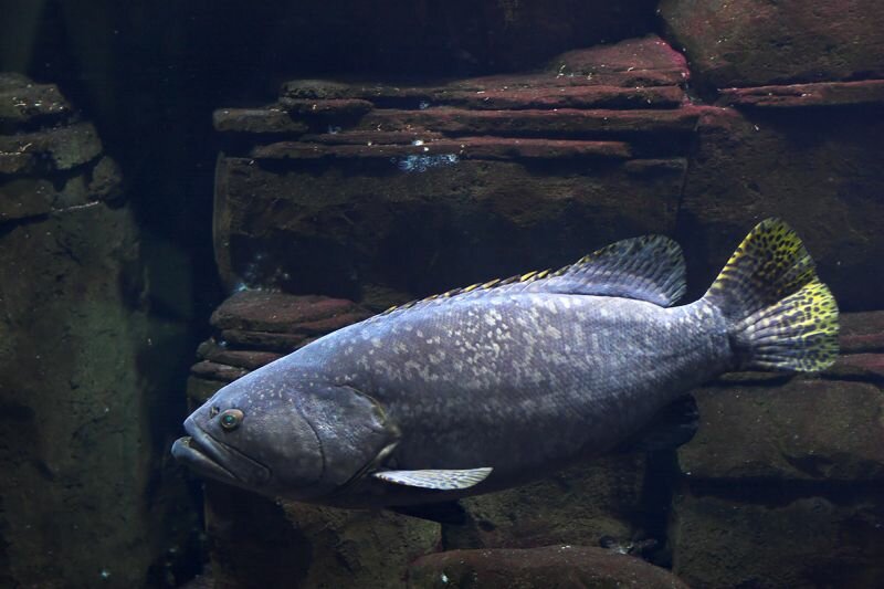 im Meeresaquarium des Berliner Zoos