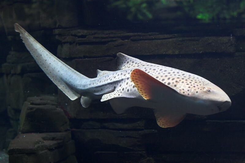 ein Hai im Berliner Aquarium