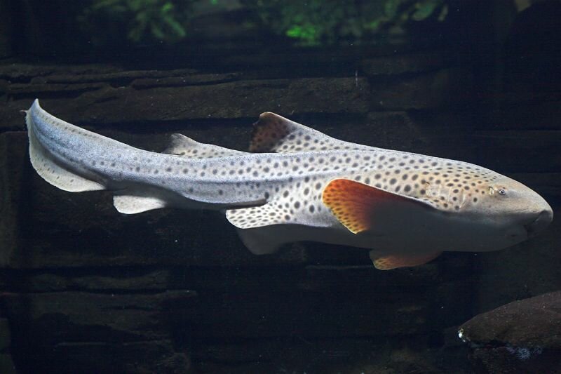 ein Hai im Berliner Aquarium