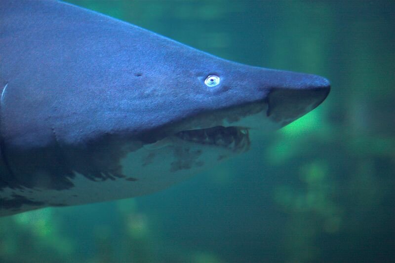 ein Hai im Berliner Aquarium