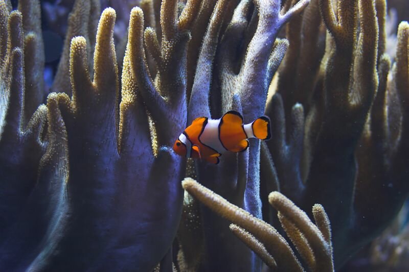 ein Clownfisch zwischen den Korallen