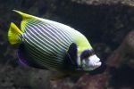 024-Imperator-Kaiserfisch.jpg