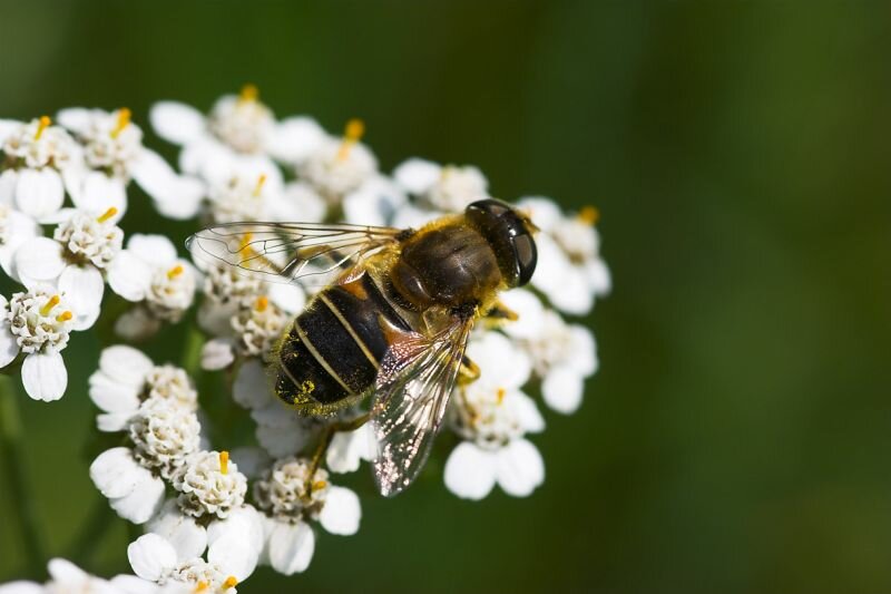 eine Schwebfliege auf einer Blüte