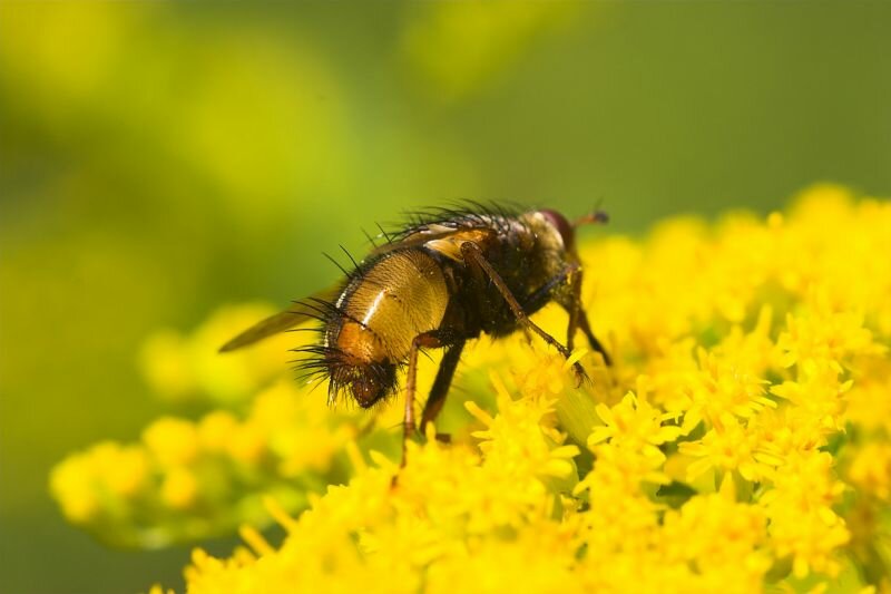 Schwebfliege auf einem Goldregen (Es ist eine Goldrute)