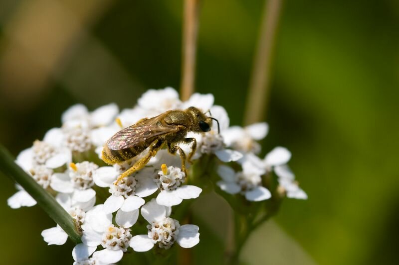 eine Fliege voller Blütenstaub