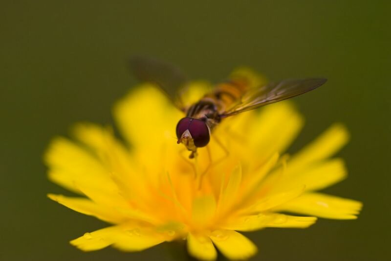 eine Schwebfliege