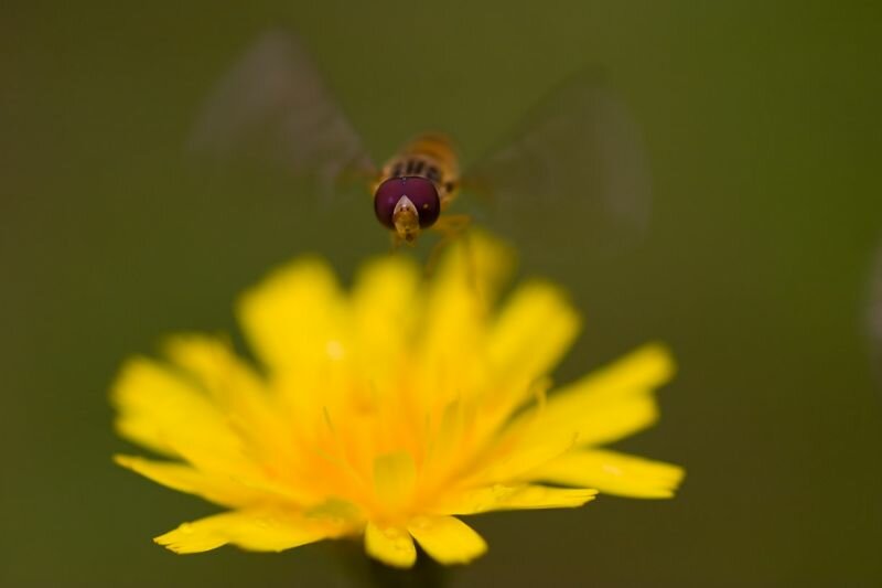 Schwebfliege im Anflug