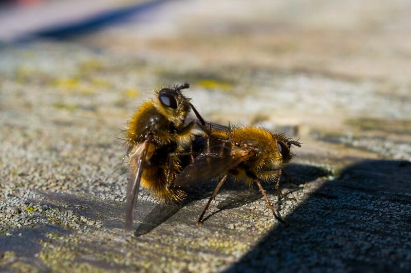 Fliegensex (leider unscharf, also das Foto...)