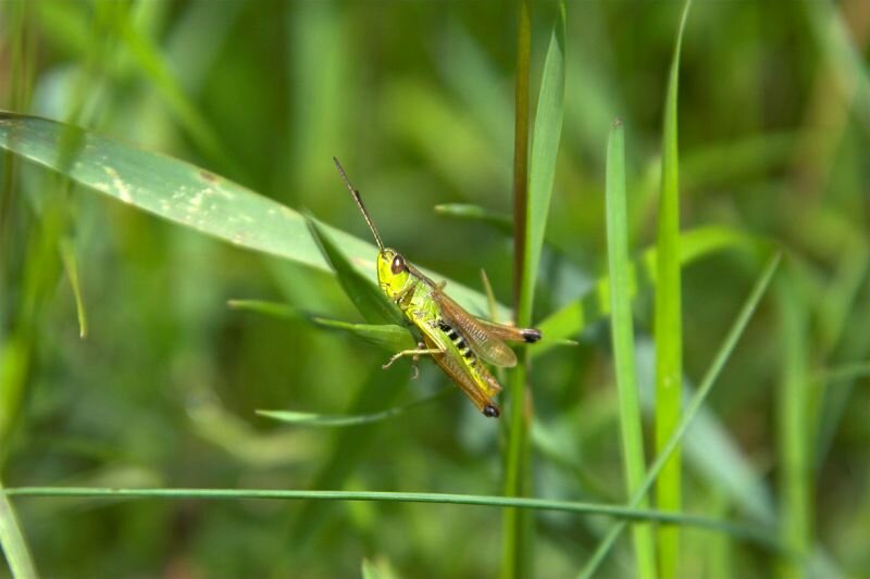 Ein Grashüpfer im Gras