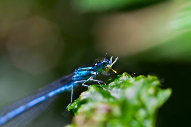 eine Libelle frisst eine Blattlaus