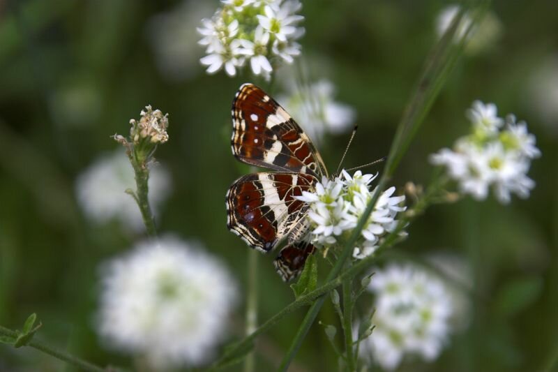 Ein Schmetterling (Landkärtchen) beim Nektarsammeln