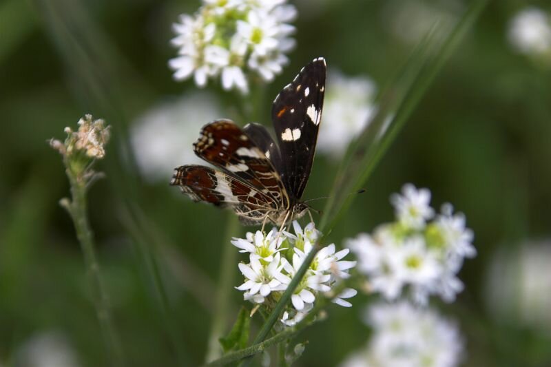 Ein (Landkärtchen) Schmetterling auf einer Sommerwiese