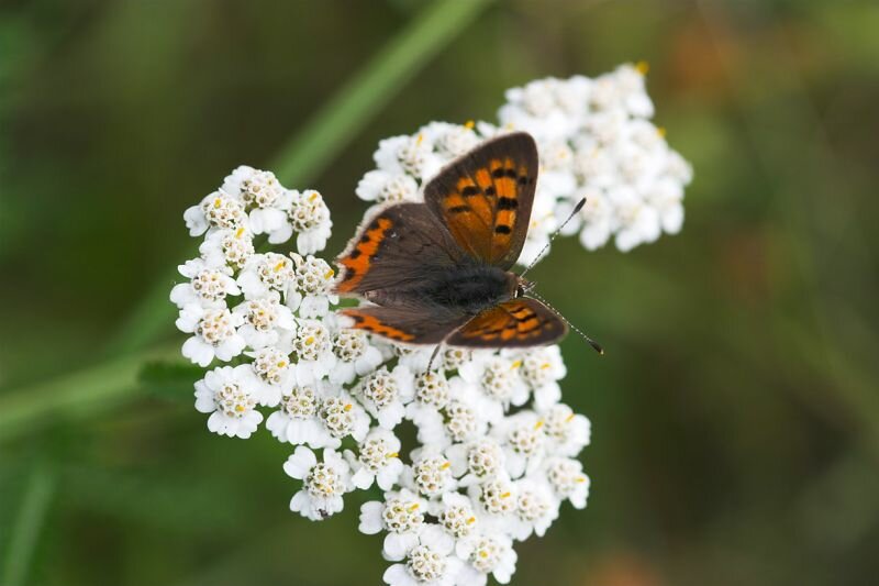 ein Schmetterling (Kleiner Feuerfalter) sammelt Nektar