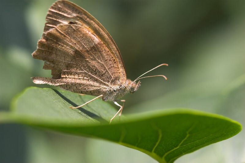 ein Schmetterling