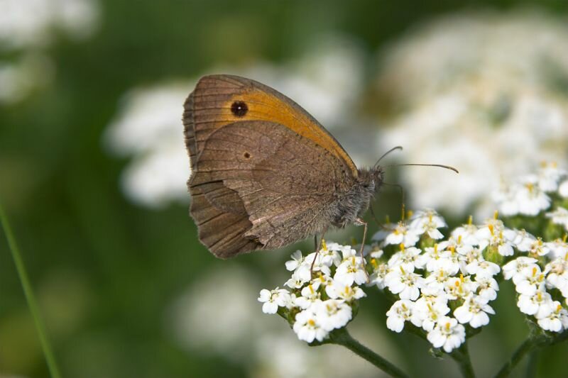 Ein Schmetterling (Kleines Wiesenvögelchen)auf einer Blüte sammelt Nektar