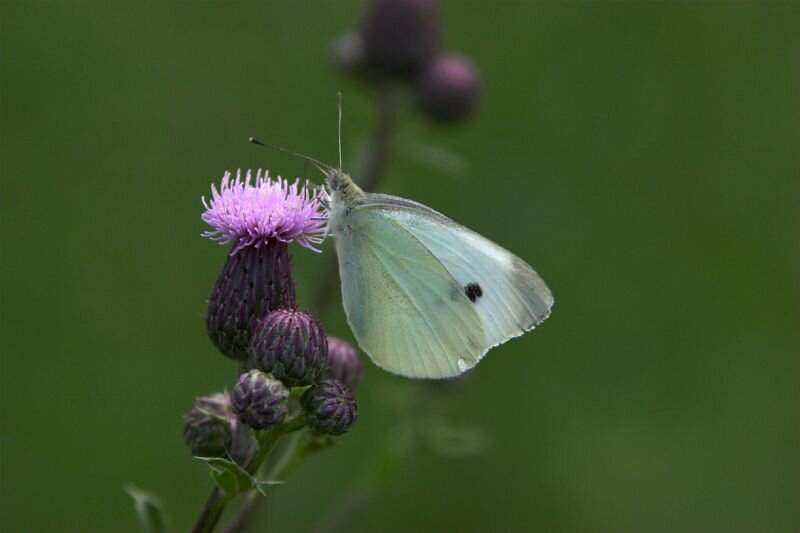 Ein Kohlweissling auf einer Distel