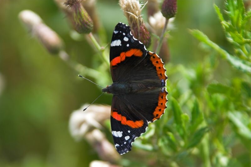 ein Schmetterling (Admiral)