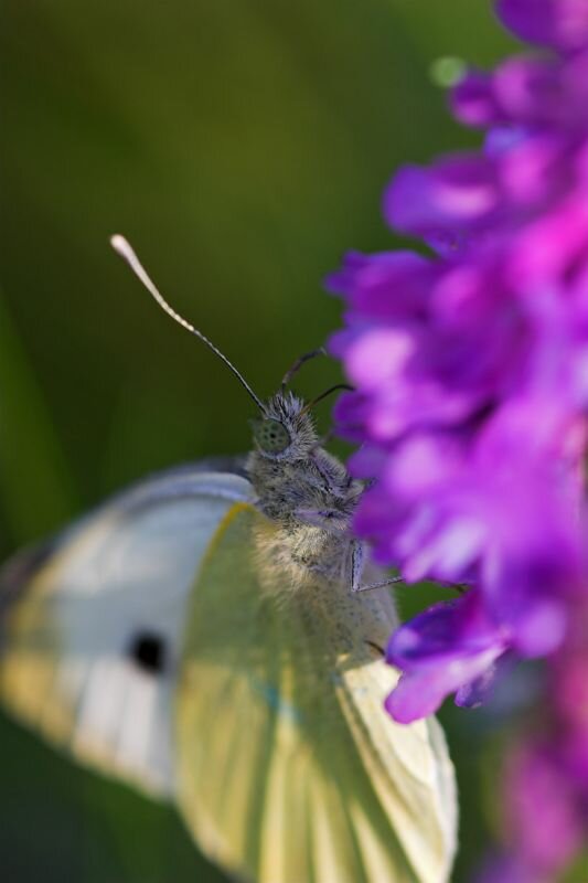 ein Kohlweißling an einer Blüte