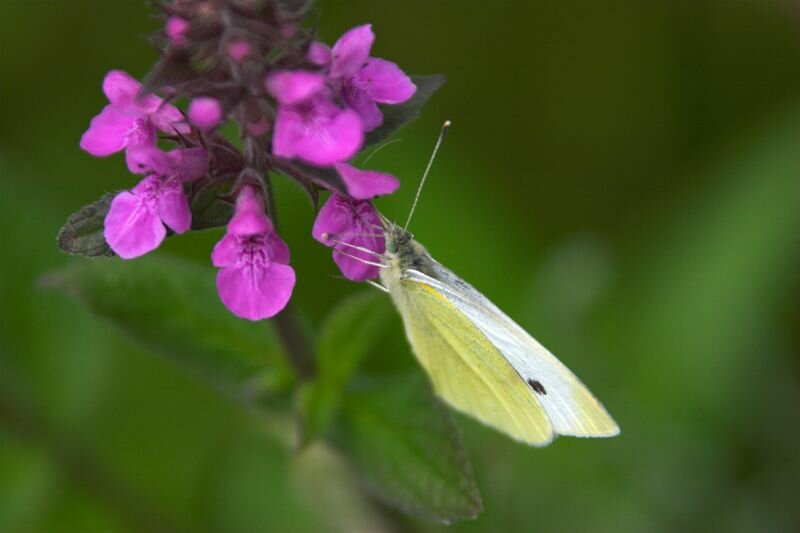 ein Kohlweißling auf einer Blüte