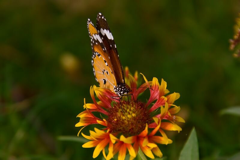 ein sehr schöner Schmetterling (Monarch?)