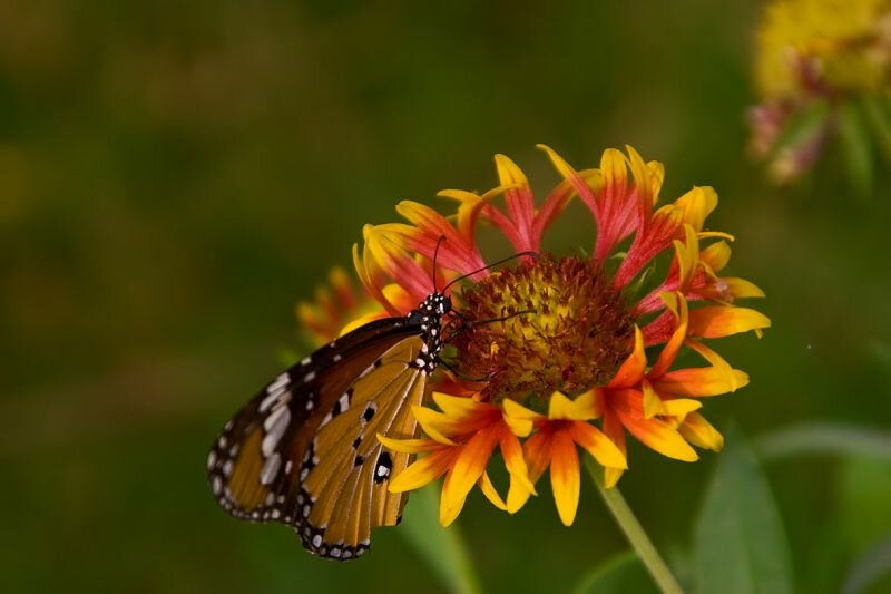 ein Monarch Schmetterling